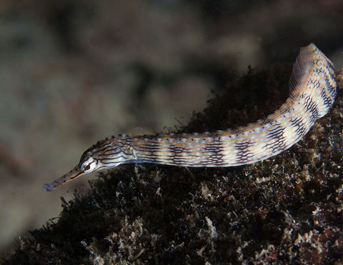 Yellow Spotted Pipefish
