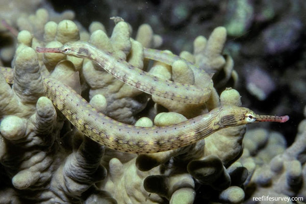 Yellow Spotted Pipefish