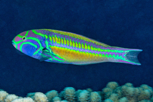 Pinkface Wrasse Juvenile