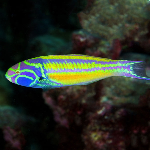 Pinkface Wrasse Juvenile