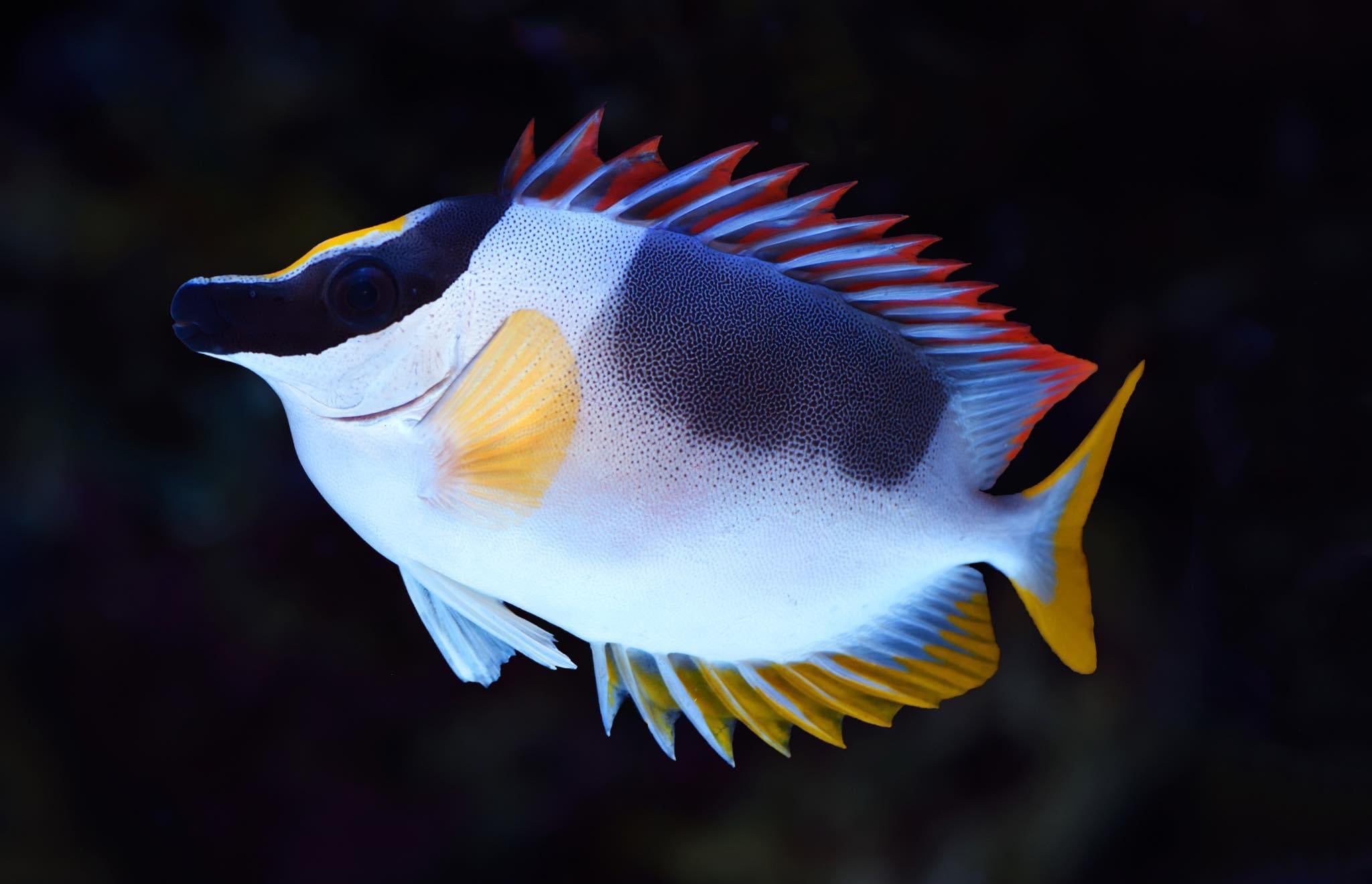 Magnifice Foxface Rabbitfish