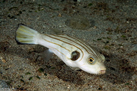 Narrow-Lined Puffer