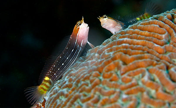 Picture Blenny