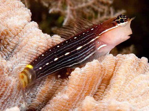 Picture Blenny