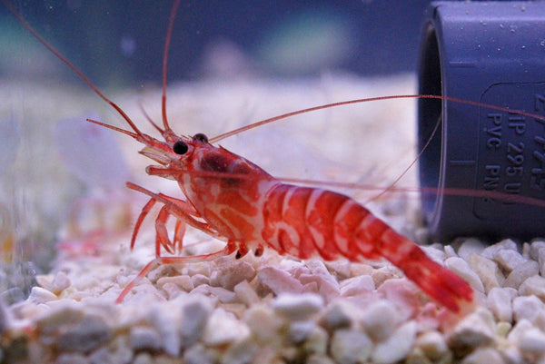 Kuekenthal’s Cleaner Shrimp - Aiptasia Eater
