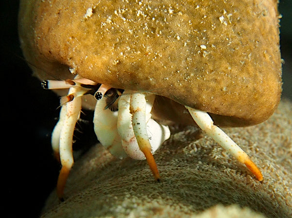 Fame Tip Hermit Crab