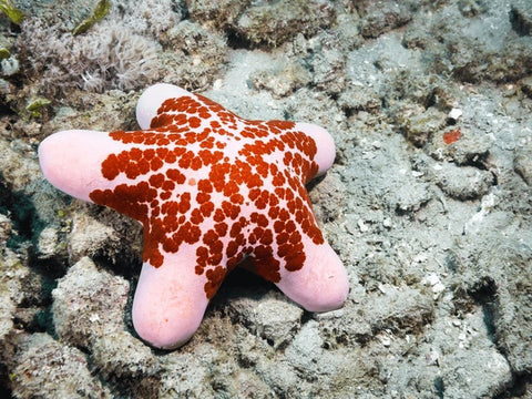 Doughboy Starfish
