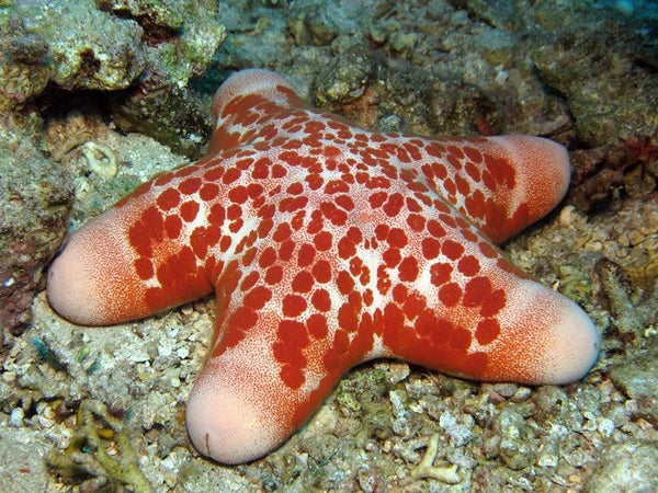 Doughboy Starfish
