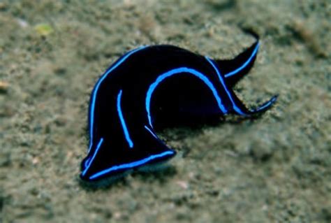 Blue Velvet Nudibranch