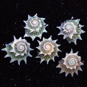 Spiny Star Astrea Snail