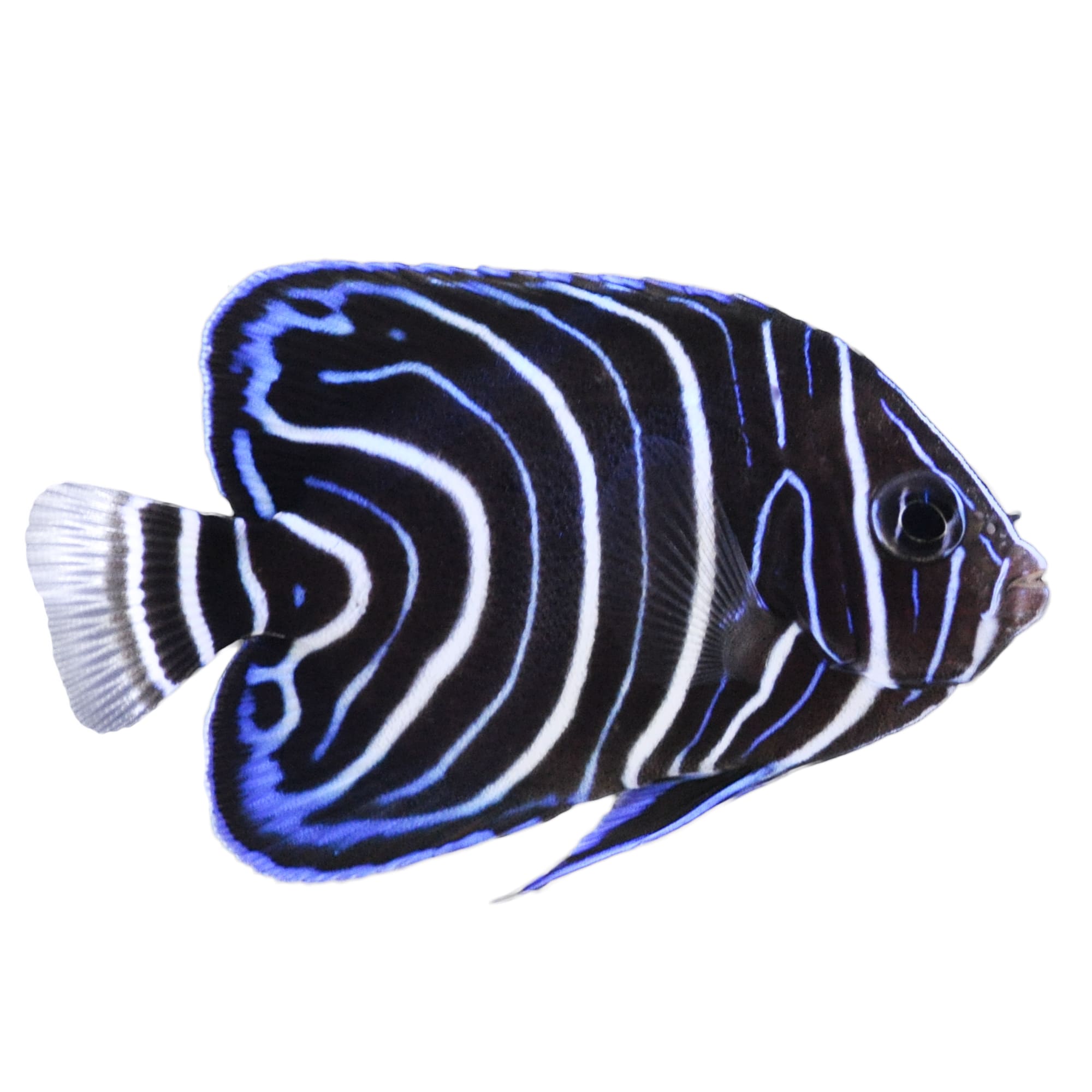 Blue-ringed Angelfish: Tropical fish isolated white background Stock Photo  | Adobe Stock