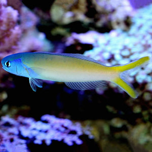 Blue Jaw Tilefish