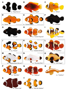 What You See Is What You Get - Designer Clownfish
