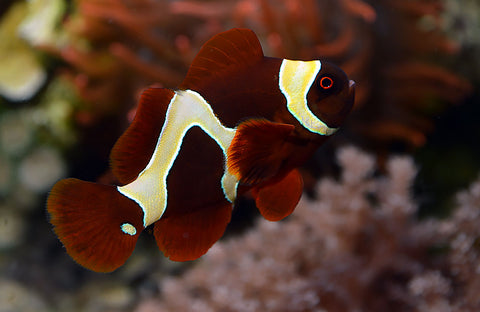 Gold Flake Maroon Clownfish - Captive Bred