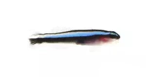 Blue Neon Goby (Elacatinus oceanops)