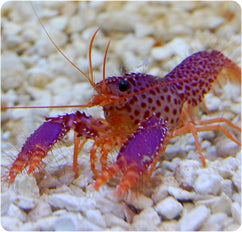 Debelius' Reef Lobster