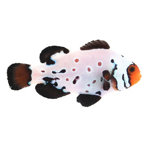 Premium Frostbite Clownfish - Captive Bred