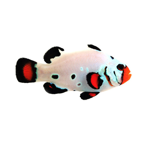 Frostbite Clownfish - Captive Bred