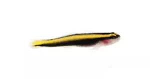 Yellow Line Goby (Elacatinus figaro)