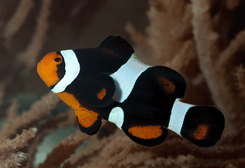 Photon Clownfish - Captive Bred