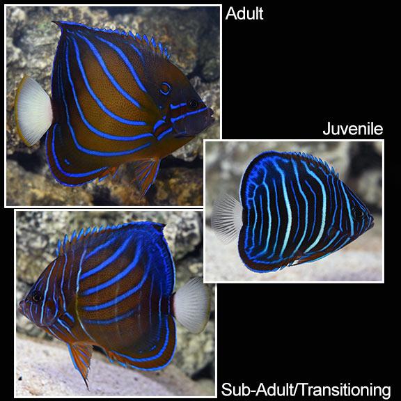 Blue Ring Angelfish - Juvenile