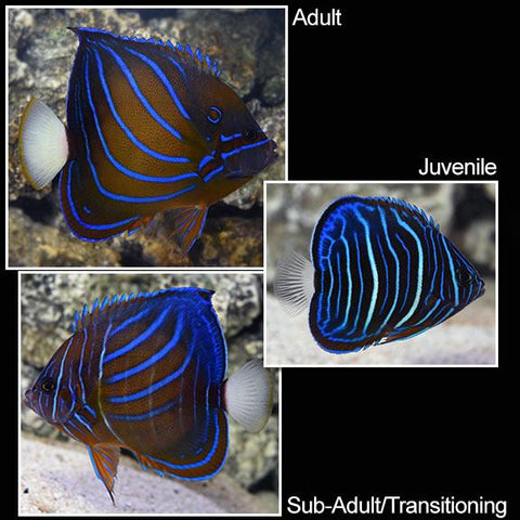 Blue Ring Angelfish - Juvenile