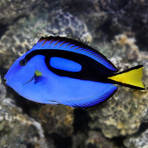 Blue Hippo Tang - Small
