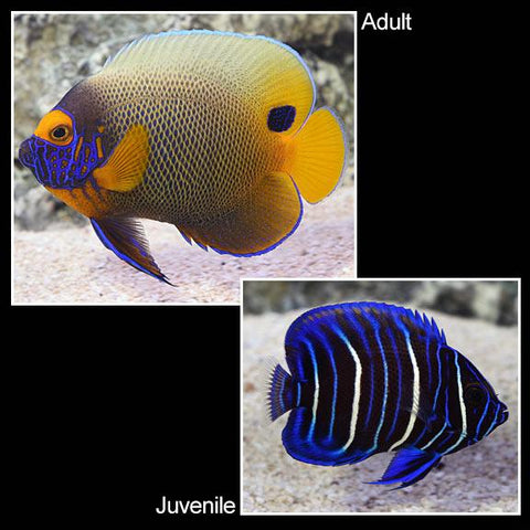 Blueface Angelfish - Juvenile