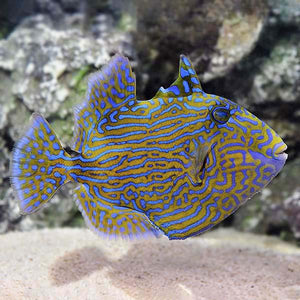 Bluelined Triggerfish