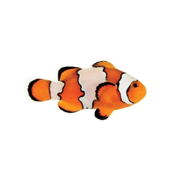 Snowflake Clownfish - Captive Bred