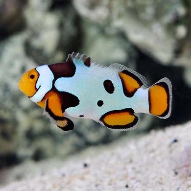 Extreme Onyx Picasso Clownfish - Captive Bred
