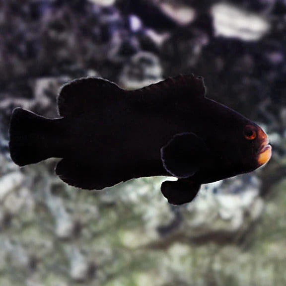 Midnight Clownfish - Captive Bred