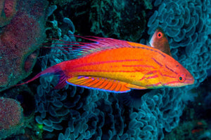 Filamented Flasher Wrasse