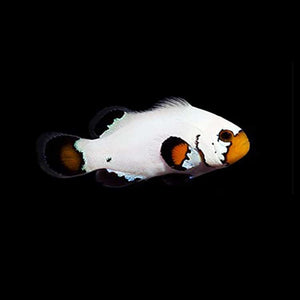 Flurry Clownfish - Captive Bred