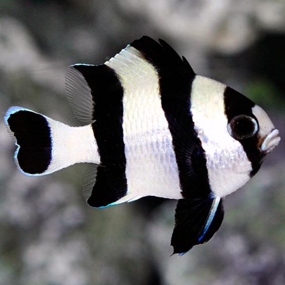 Four Stripe Damselfish