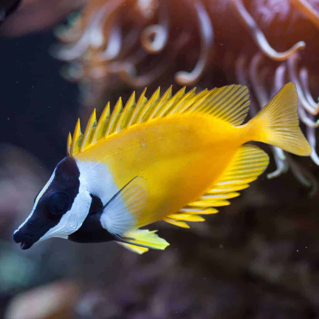 Foxface Rabbitfish