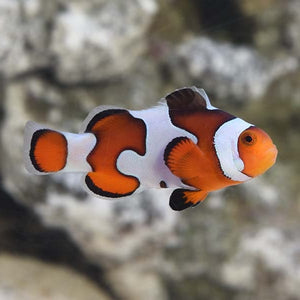 Gladiator Clownfish - Captive Bred