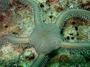 Green Brittle Sea Star
