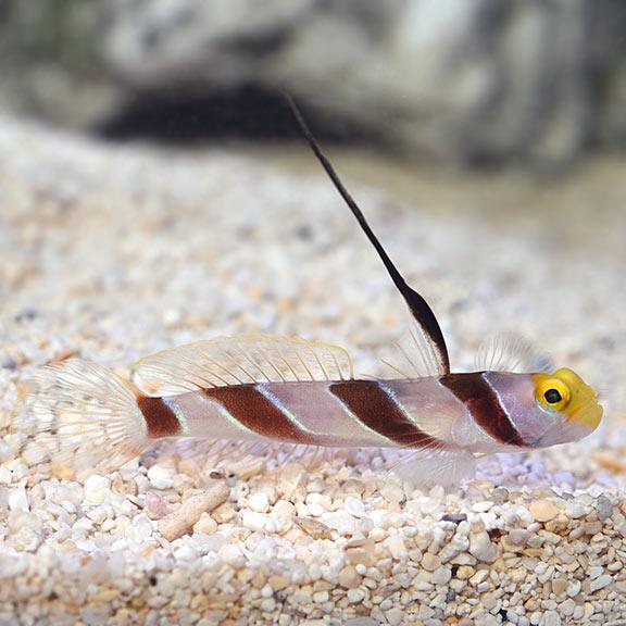 High Fin Goby