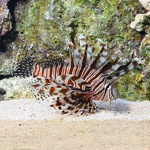 Black Volitan Lionfish