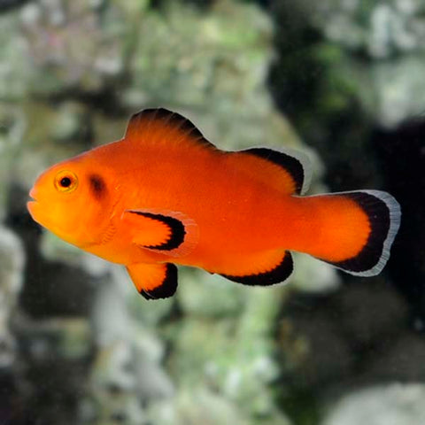 Naked Clownfish - Captive Bred