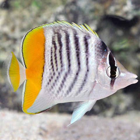 Pearlyscale Butterflyfish