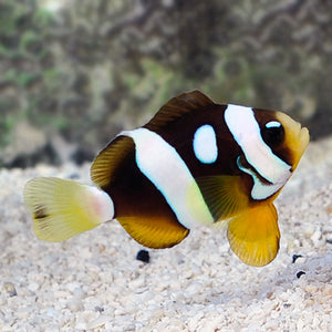 Galaxy Clarkii Clownfish - Captive Bred