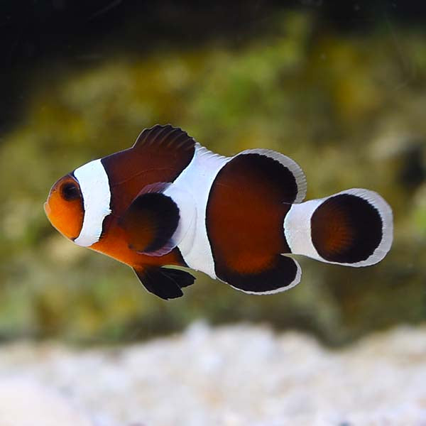 Mocha Clownfish - Captive Bred