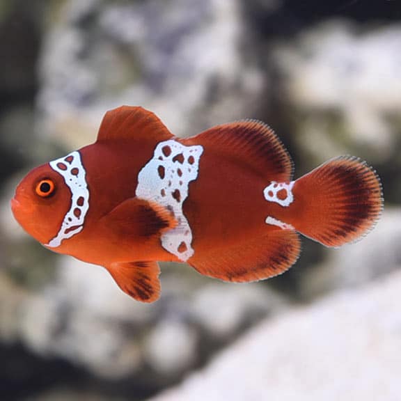 Lightning Maroon Clownfish - Captive Bred