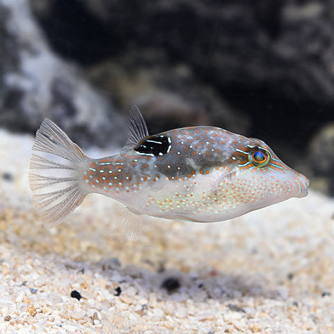 Bennett's Sharpnose Puffer