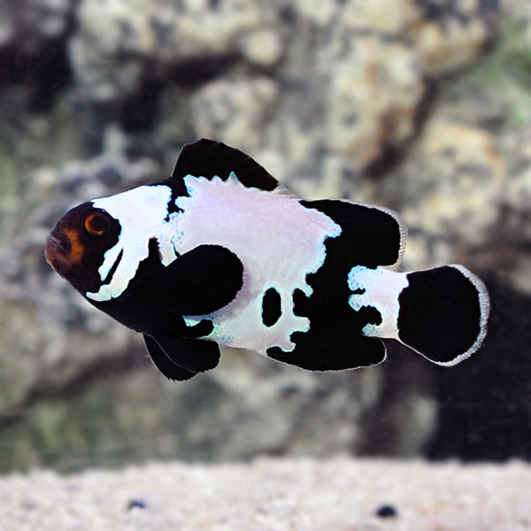 Premium Black Snowflake Clownfish - Captive Bred