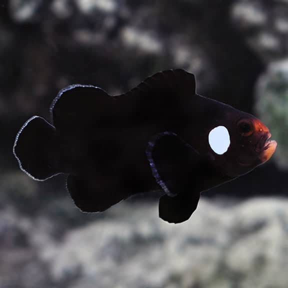 Domino Clownfish - Captive Bred