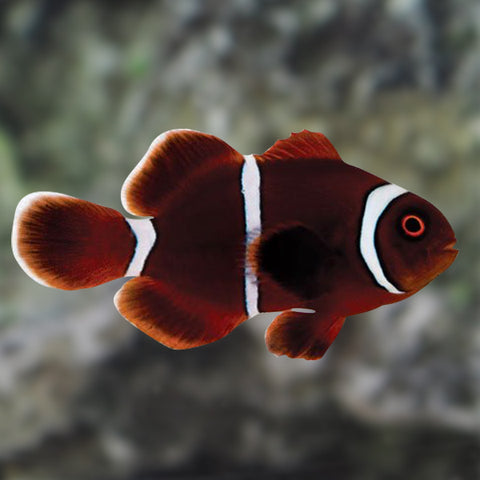 Gold Stripe Maroon Clownfish - Captive Bred
