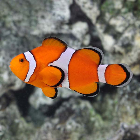 Ocellaris Clownfish - Captive Bred